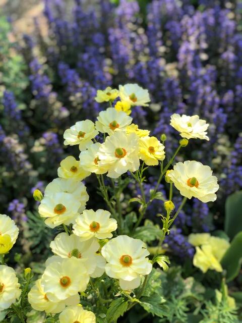 はままつフラワーパーク、フジと季節の花が満開 - 吉谷桂子の